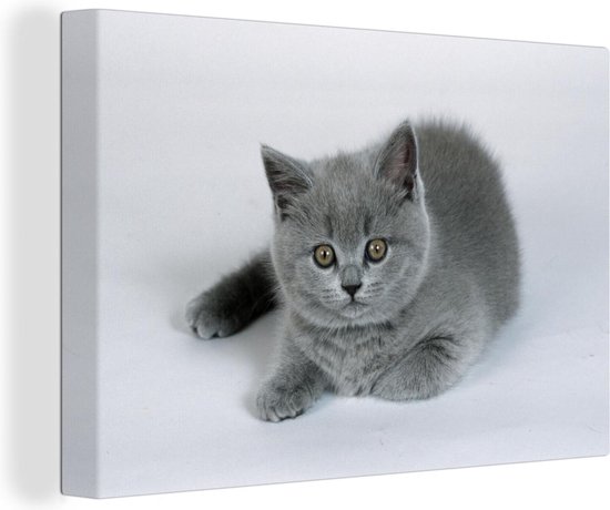 sofa Orkaan Eik Canvas Schilderij Weergave van een mooie Britse korthaar kitten - 140x90 cm  -... | bol.com