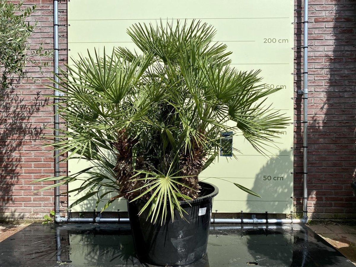 Palmboom - Chamaerops Humilis - Europese Dwergpalm - Winterhard - Pot ⌀ 60 cm - Hoogte 200-220 cm