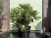 Palmboom - Chamaerops Humilis - Europese Dwergpalm - Stamhoogte 90cm - Winterhard - 230cm hoog