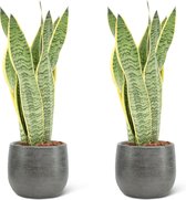 We Love Plants - Sansevieria Laurentii + Pot Luc - 2 stuks - 40 cm hoog - Vrouwentong