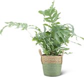 We Love Plants - Phlebodium Aureum Blue Star + Mand Bram - 50 cm hoog - Varen