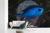 Behang - Fotobehang Blauwe vis - Breedte 420 cm x hoogte 280 cm