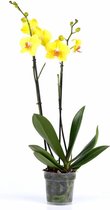 Fleurdirect - Phalaenopsis - 70 Cm - Ø 12 - 1 Stuks