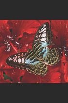Schmetterling