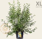 Forsythia intermedia 'Week-End' - XL