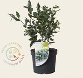 Sarcococca confusa