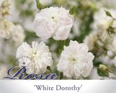 Rosa 'White Dorothy' - 140 cm stam
