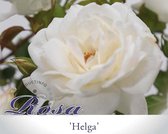 Rosa 'Helga' - 110 cm stam