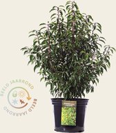 Prunus lusitanica 'Angustifolia' 60/80 - in pot