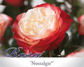 Rosa 'Nostalgie' - 090 cm stam