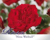 Rosa 'Nina Weibull'