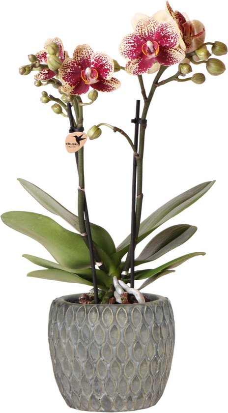 Orchidées Colibri | Phalaenopsis orchidée tachetée rouge 'diamant' | Gris  Marrakesh -... | bol.com