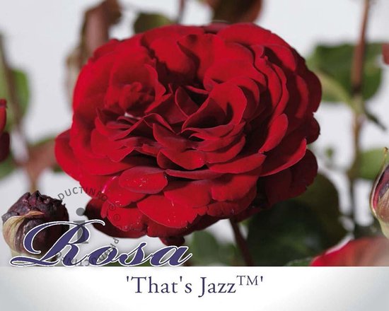 Rosa 'That's Jazz' | bol