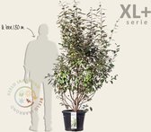 Elaeagnus ebbingei - XL+