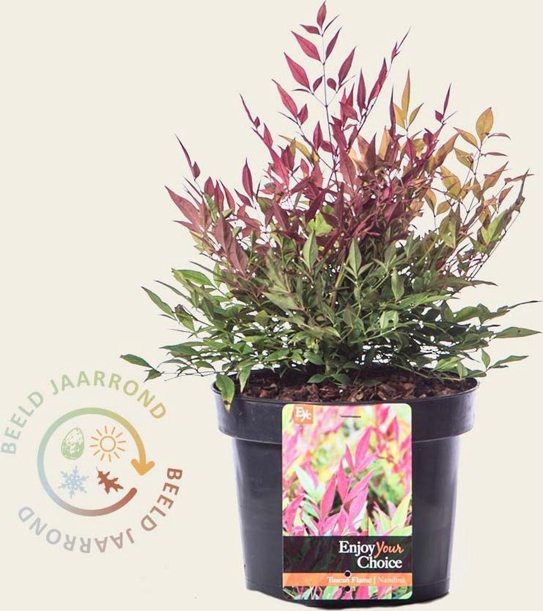 Nandina domestica 'Tuscan Flame'