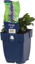 5 x Ajuga reptans P11 - 1.3 Ltr