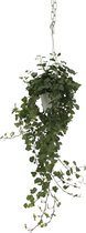 We Love Plants - Hedera Wonder Green Hang - 70 cm hoog - Hangplant