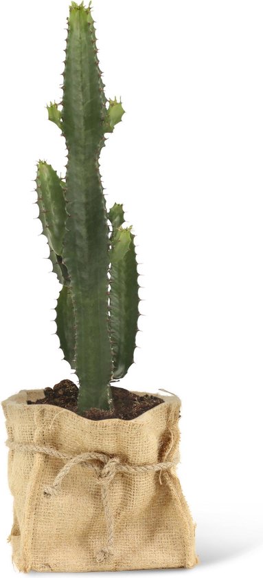 We Love Plants - Euphorbia Acrurensis + Mand Dylan - 50 cm hoog - Cactus