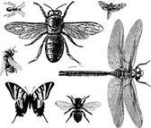 Stempels | Set van 7 Siliconen Stempels Insecten | Herbruikbaar