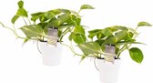 Kamerplanten van Botanicly – 2 × Drakenklimop incl. sierpot wit als set – Hoogte: 15 cm – Scindapsus Aureum