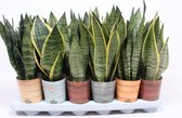 Bomen van Botanicly – 5 × Vrouwentongen – Hoogte: 30 cm – Sansevieria