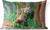 Buitenkussens - Tuin - Rode panda in de natuur - 50x30 cm