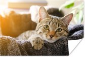 Kat liggend in mand 30x20 cm - klein - Foto print op Poster (wanddecoratie woonkamer / slaapkamer)