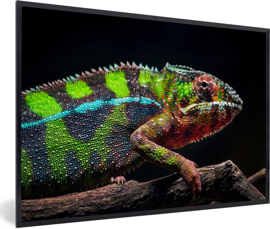 Photo encadrée - Caméléon coloré regarde autour de cadre photo noir sans passe partout 30x20 cm - Affiche encadrée (Décoration murale salon / chambre)