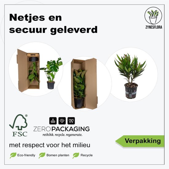 Bol Com Zynesflora Nl Nerium Oleander 4 Stuks O 14 Cm Hoogte 35 40 Cm Buitenplant