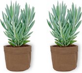 2x Kamerplant Senecio Curio Mount Everest - ± 25cm hoog – 12 cm diameter - in bruine sierzak