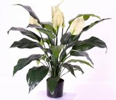 Spathiphyllum (lepelplant) x5, 29 bladeren, 75cm