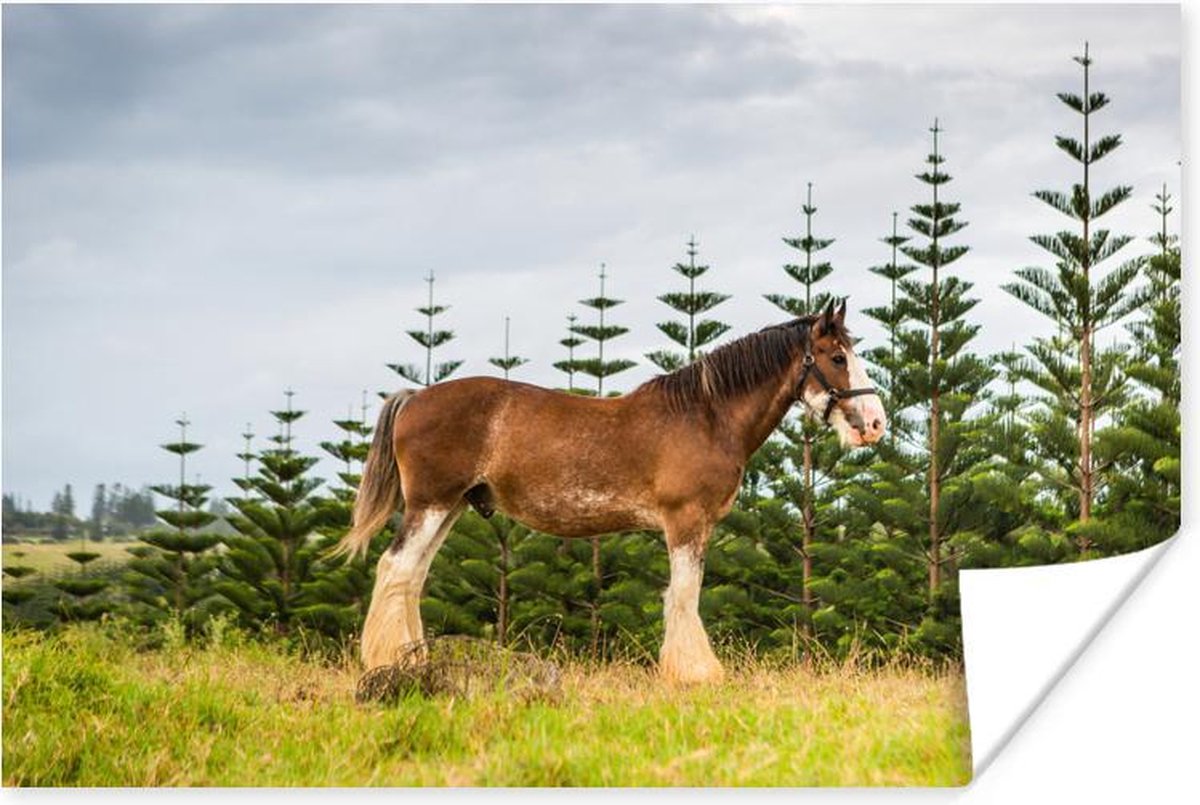 Poster Clydesdale - Gras - Paarden - 180x120 cm XXL - PosterMonkey