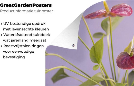 Affiche jardin - Toile jardin - Posters de jardin extérieur - Anthurium à fleurs rouges pour fond lilas - 120x80 cm - Jardin