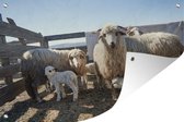 Famille de moutons en Roumanie 60x40 cm