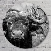 Muurcirkel ⌀ 100 cm - Muurcirkel Buffalo - Kunststof Forex - Dieren - Rond Schilderij - Wandcirkel - Wanddecoratie