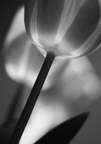 Tuinposter - Bloem - Tulp in wit / zwart - 60 x 90 cm.