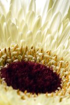 Tuinposter - Bloemen - Bloem - zonnebloem in wit / beige / geel / zwart  - 60 x 90 cm.