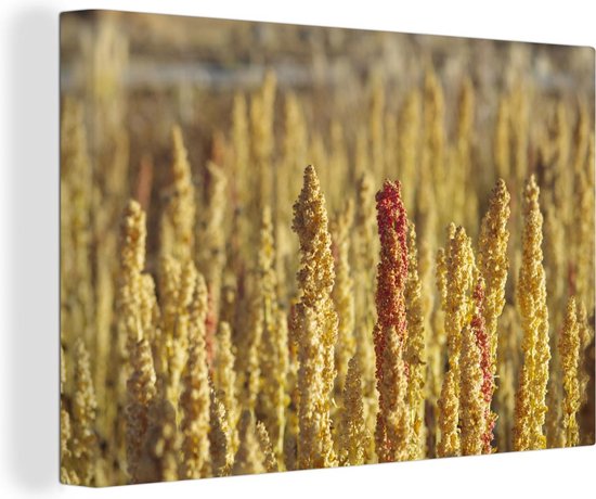 Canvas schilderij 140x90 cm - Wanddecoratie Gele kleuren van de quinoa planten - Muurdecoratie woonkamer - Slaapkamer decoratie - Kamer accessoires - Schilderijen