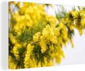 Canvas Schilderij Een gele mimosa bloem - 90x60 cm - Wanddecoratie