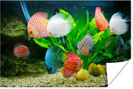 Vissen in een aquarium poster 60x40 cm - Foto print op Poster (wanddecoratie woonkamer / slaapkamer)