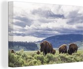 Canvas Schilderij Groep bizons in een weiland in Wyoming - 60x40 cm - Wanddecoratie