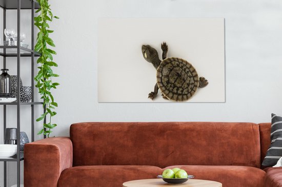 Bébé tortue marche toile sur fond blanc 2cm 120x80 cm - impression photo sur toile peinture Décoration murale salon / chambre à coucher) / Animaux sauvages Peintures Toile