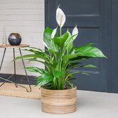 Spathiphyllum Lauretta | Kamerplant | Groene plant | Potmaat 21cm | Hoogte 90cm | Geleverd in kwekerspot