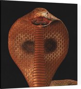 Bruine Cobra Art - Foto op Canvas - 60 x 60 cm