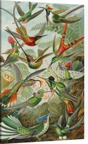 Trochilidae (of Kolibries), Ernst Haeckel - Foto op Canvas - 100 x 150 cm