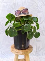 Toffe Pannenkoekenplant XL - Pilea Peperomioides