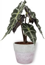 Kamerplant Alocasia Polly - Skeletplant - ± 30cm hoog – 12cm diameter - in betonnen lila pot