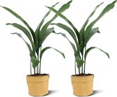 Aspidistra Elatior P15 + Plantbag Oker (2 stuks!)