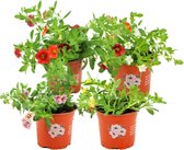ZynesFlora - Calibrachoa Mix – Verschillende Kleuren - 4 Stuks - Ø 10,5 cm - ↕ Hoogte: 14 cm – Perkgoed – Perkplant - Buitenplant – Tuinplant - Winterhard
