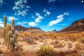 Tuinposter - Cactussen in de woestijn - omgezoomde rand - 120x80cm